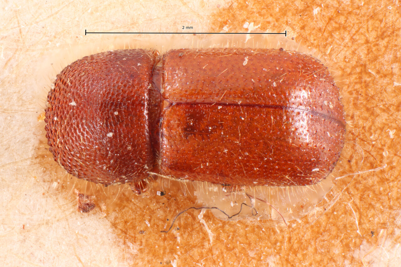 Genus / Species: Xyleborus catharinensis | Image Author: TH Atkinson | Location: Brazil, Santa Catarina, Joinville | Image Type: syntype | Collection: Naturhistorisches Museum Wien