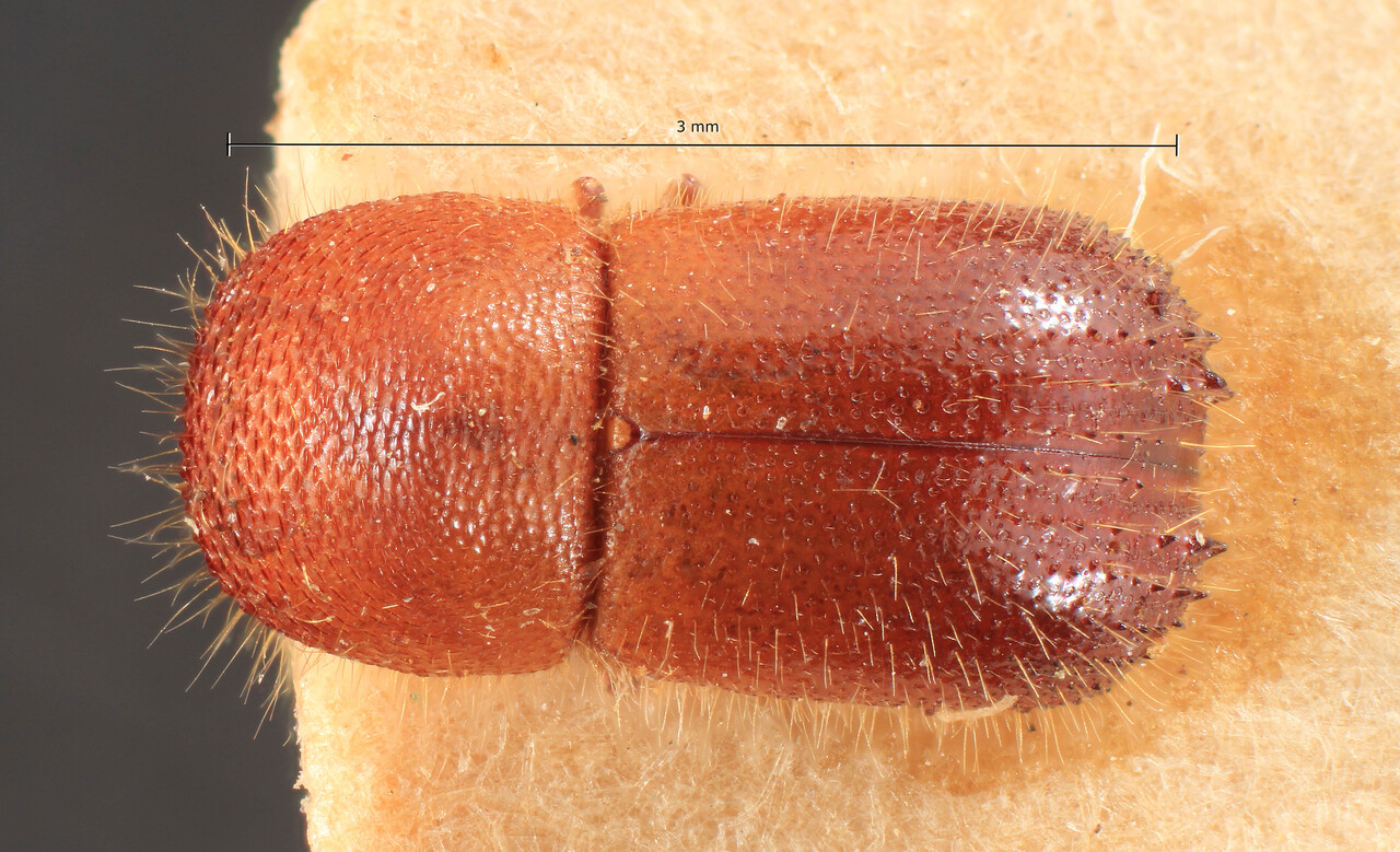 Genus / Species: Ambrosiodmus coffeiceus | Image Author: TH Atkinson | Location: Suriname, unknown, Jagtlust | Image Type: holotype | Collection: Naturhistorisches Museum Wien