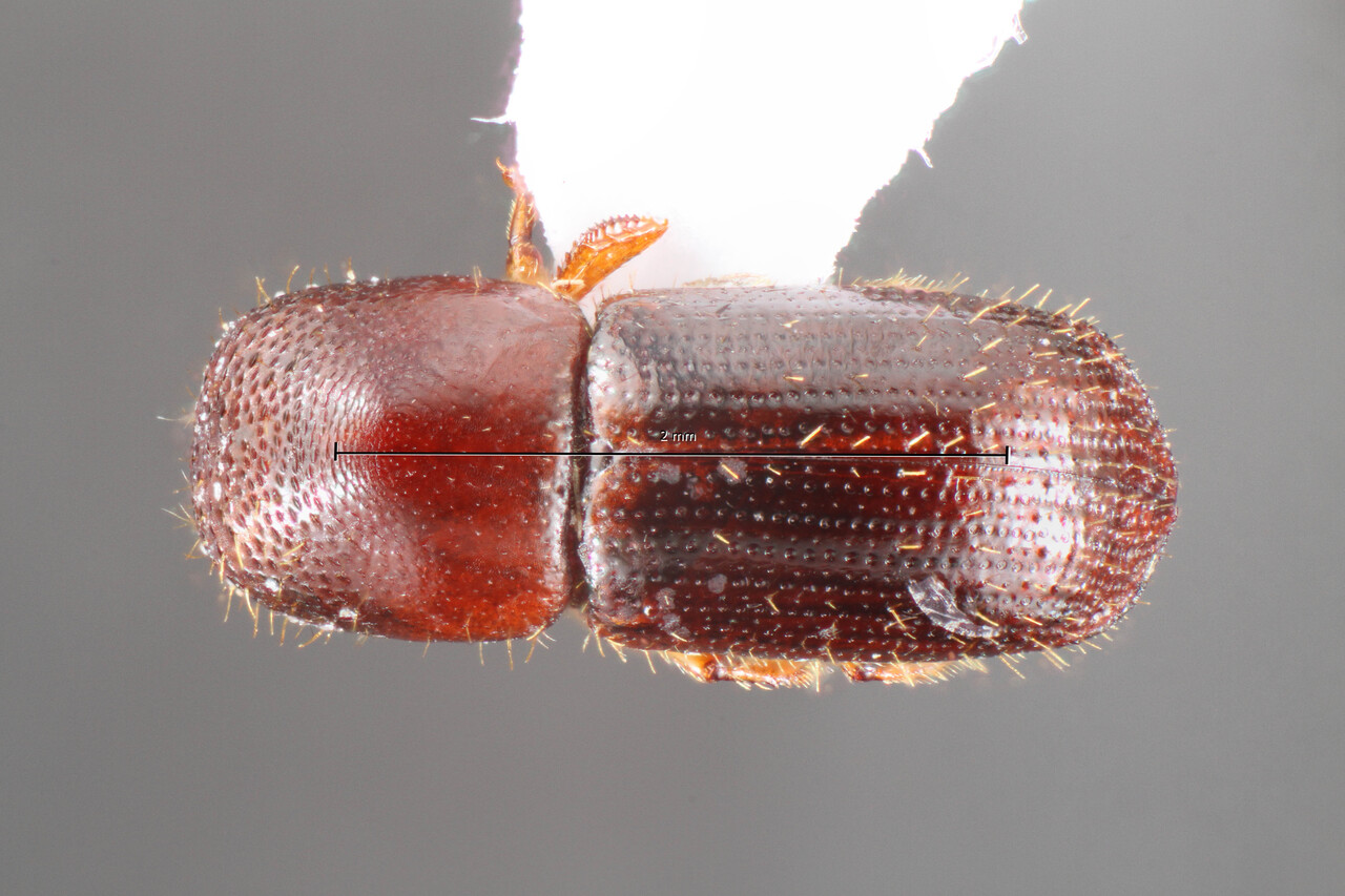 Genus / Species: Xyleborus commixtus | Image Author: TH Atkinson | Location: Costa Rica, Limón, Rd. Bribri-Bratsi | Collection: Museum für Naturkunde
