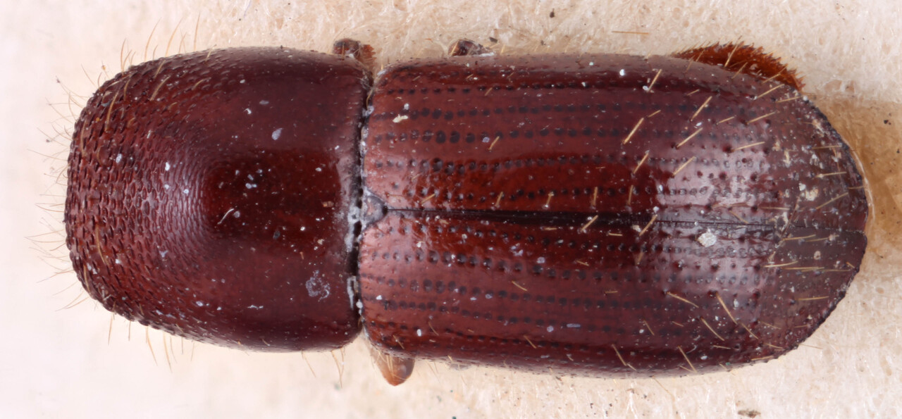 Genus / Species: <i>Xyleborus commixtus</i> | Image Author: RK Osborn | Location: Panamá, Chiriquí, Bugaba | Image Type: lectotype | Collection: British Museum (Natural History)