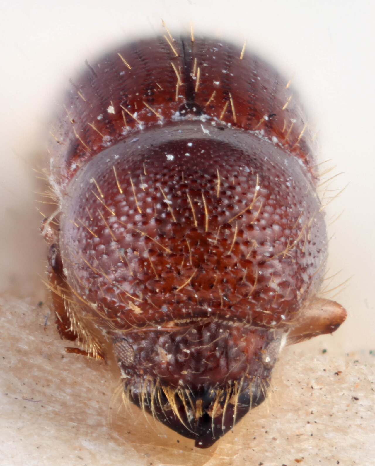 Genus / Species: <i>Xyleborus commixtus</i> | Image Author: RK Osborn | Location: Panamá, Chiriquí, Bugaba | Image Type: lectotype | Collection: British Museum (Natural History)