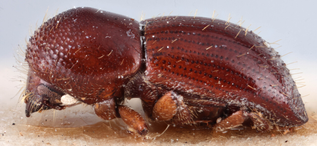 Genus / Species: <i>Xyleborus commixtus</i> | Image Author: RK Osborn | Location: Panamá, Chiriquí, Bugaba | Image Type: lectotype | Collection: British Museum (Natural History)