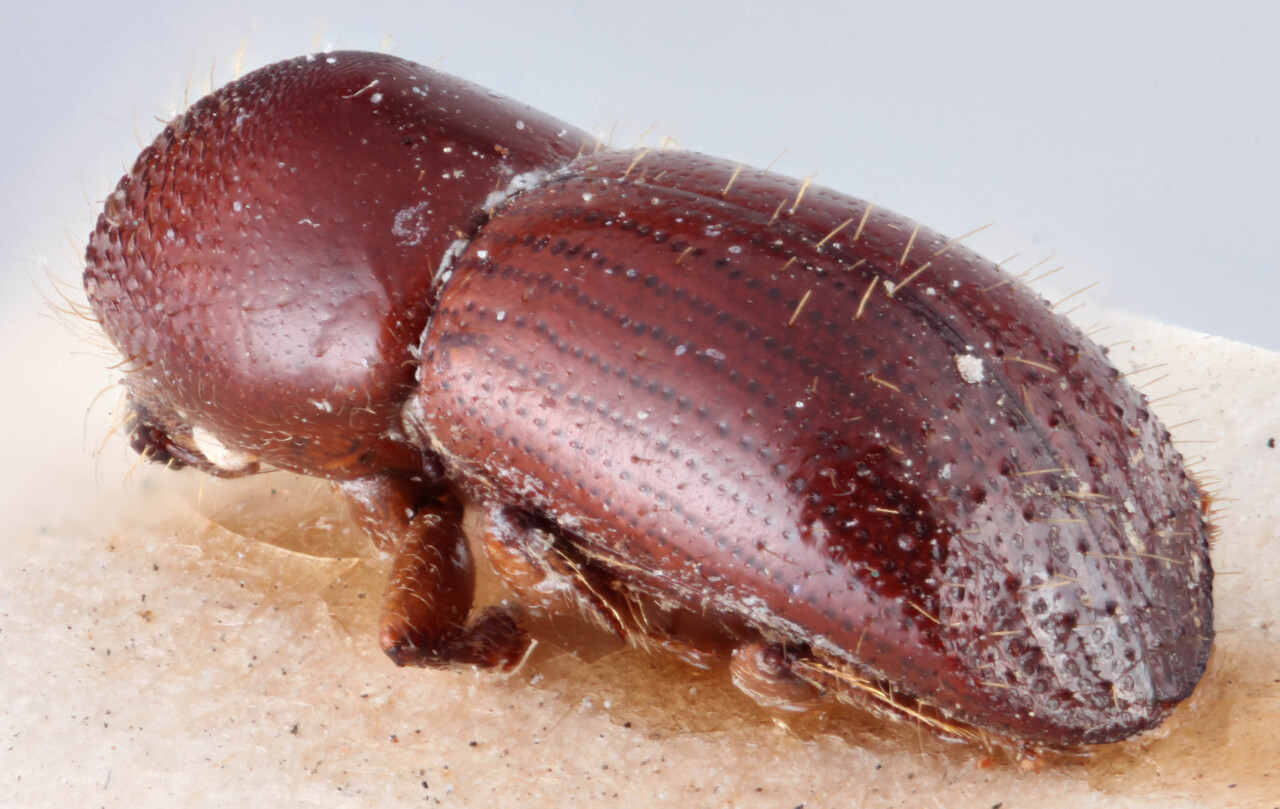 Genus / Species: <i>Xyleborus commixtus</i> | Image Author: RK Osborn | Location: Panamá, Chiriquí, Bugaba | Image Type: lectotype | Collection: British Museum (Natural History)