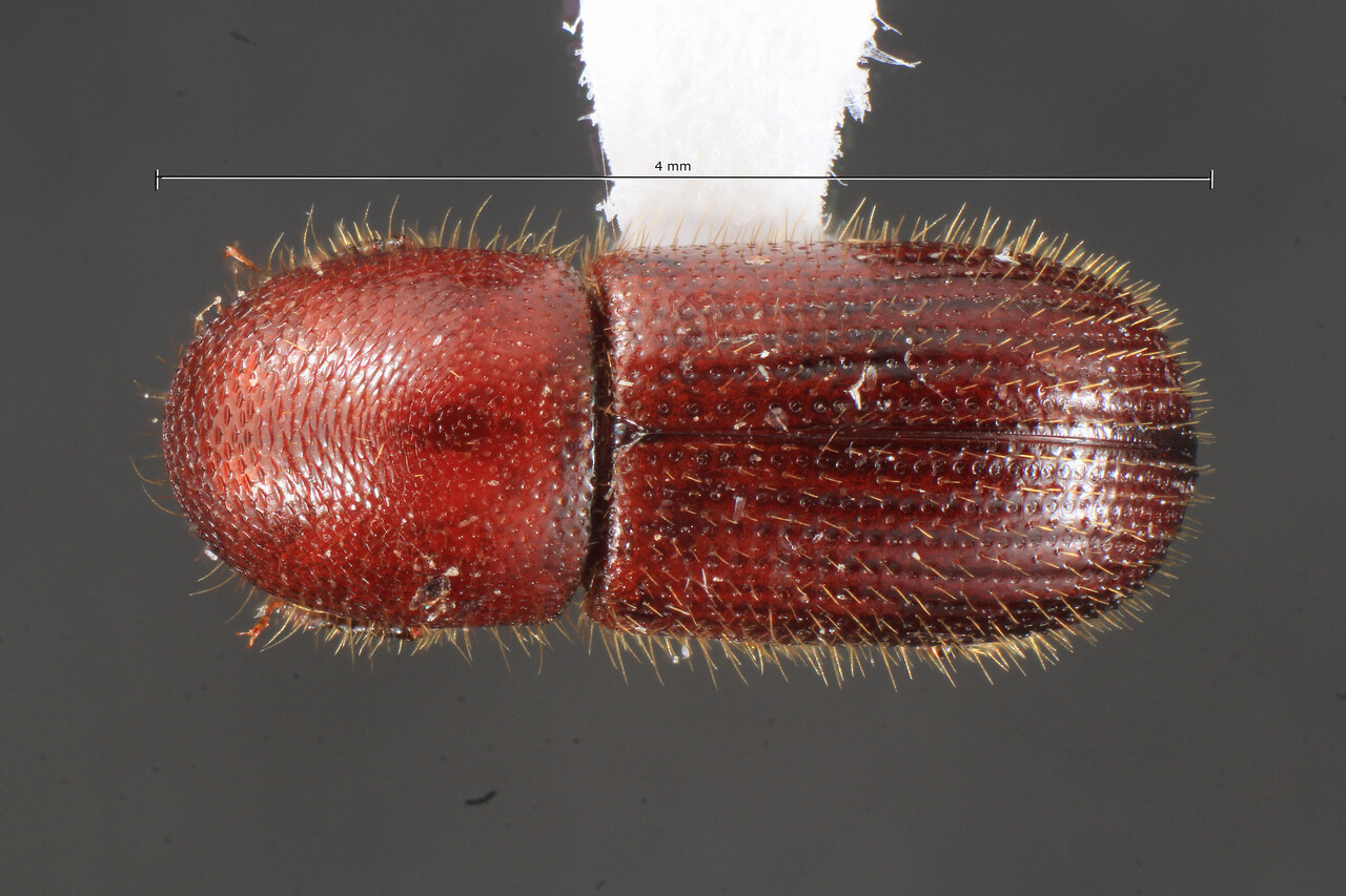 Genus / Species: Xyleborus confluens | Image Author: TH Atkinson | Location: Bolivia, Santa Cruz, Buena Vista, 3.7 km SSE, Hotel Flora & Fauna | Collection: University of Texas Insect Collection