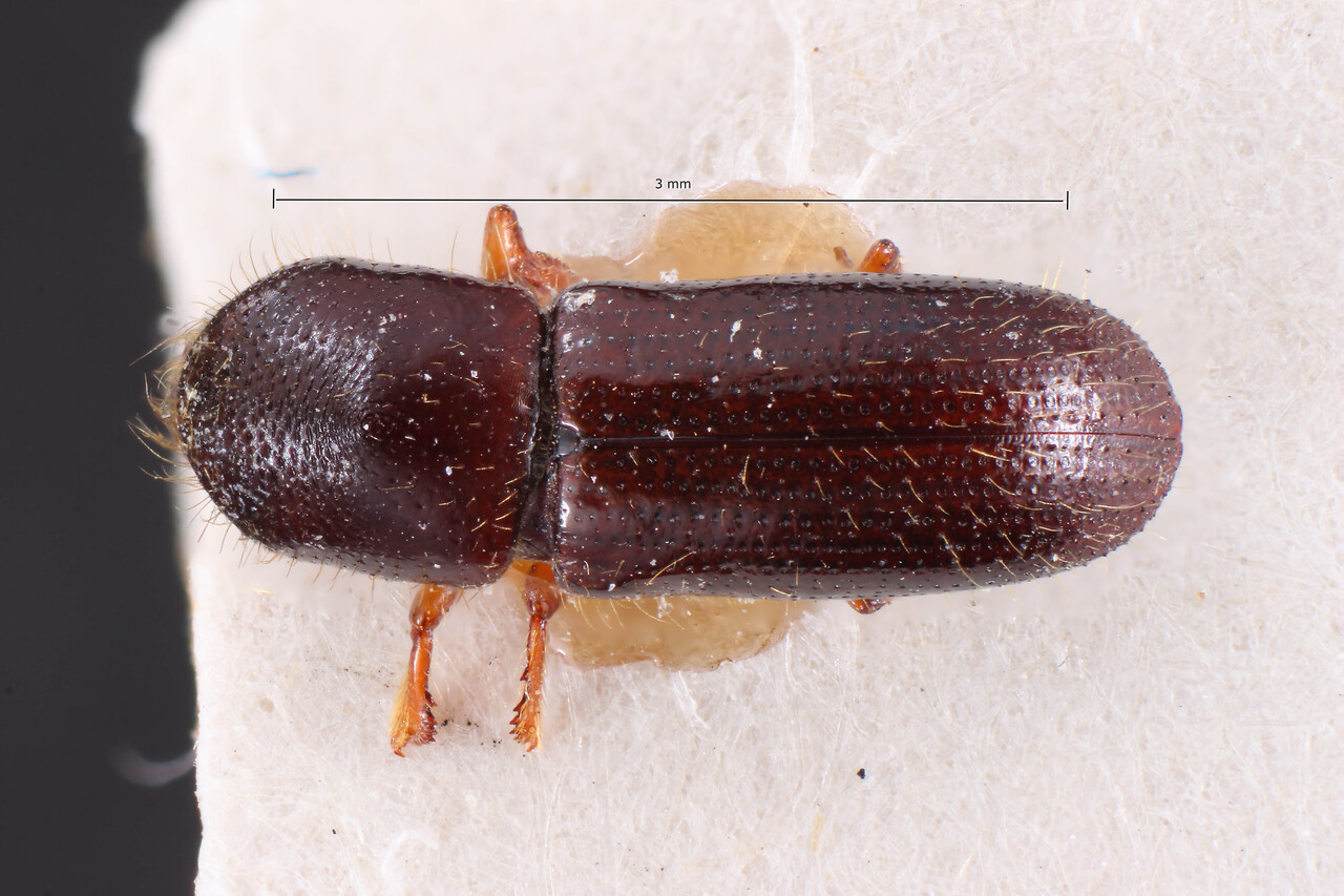 Genus / Species: Xyleborus congruens | Image Author: TH Atkinson | Location: Bolivia, unknown, Bolivia (country / region) | Image Type: holotype | Collection: Naturhistorisches Museum Wien