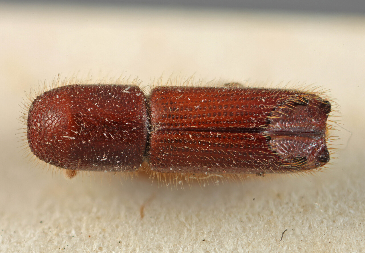 Genus / Species: Premnobius corruptus | Location: Congo, Kasai, Ngombe | Image Type: lectotype | Collection: Naturhistorisches Museum Wien