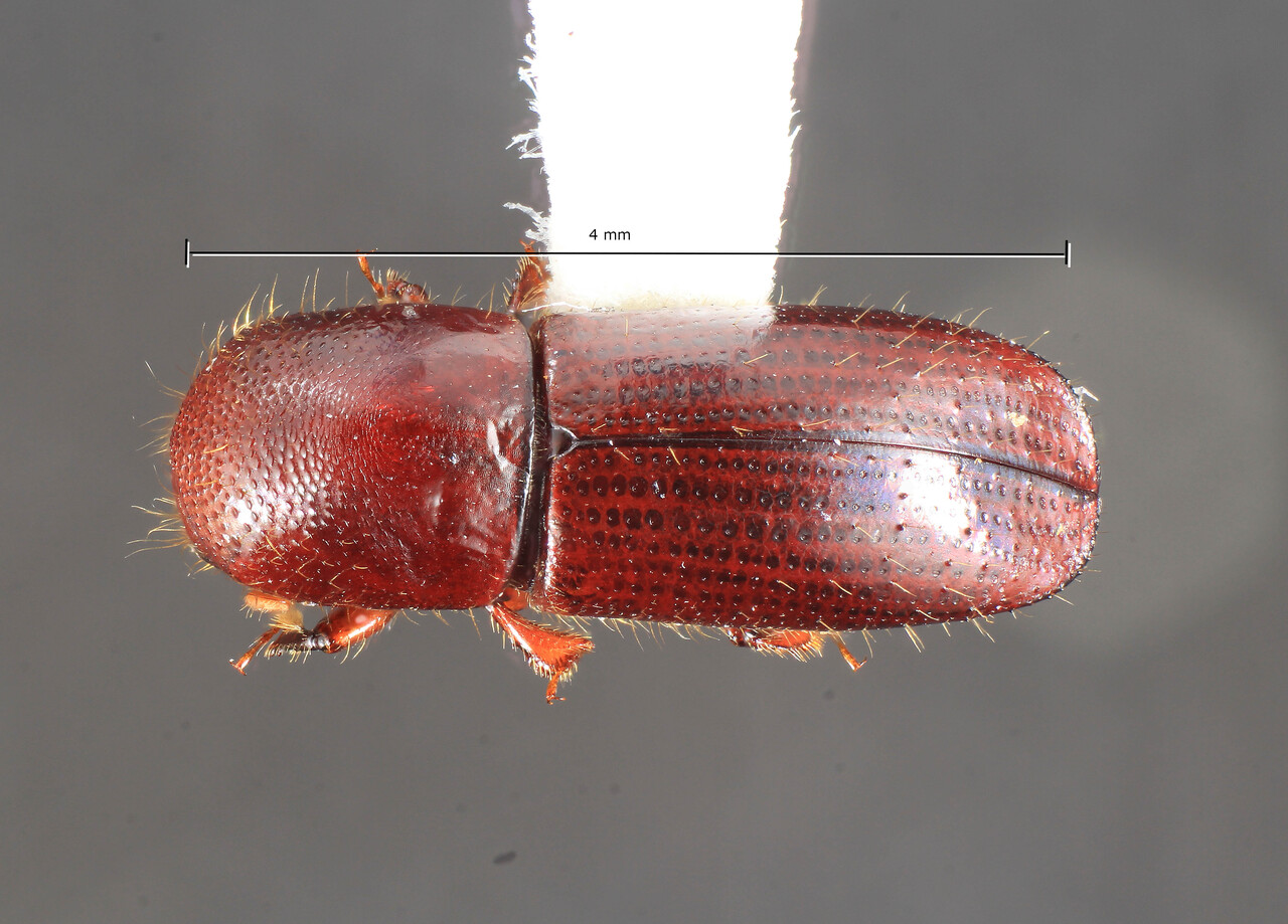 Genus / Species: Xyleborus costaricensis | Image Author: TH Atkinson | Location: Panamá, Chiriquí, Finca Hartman | Collection: University of Texas Insect Collection