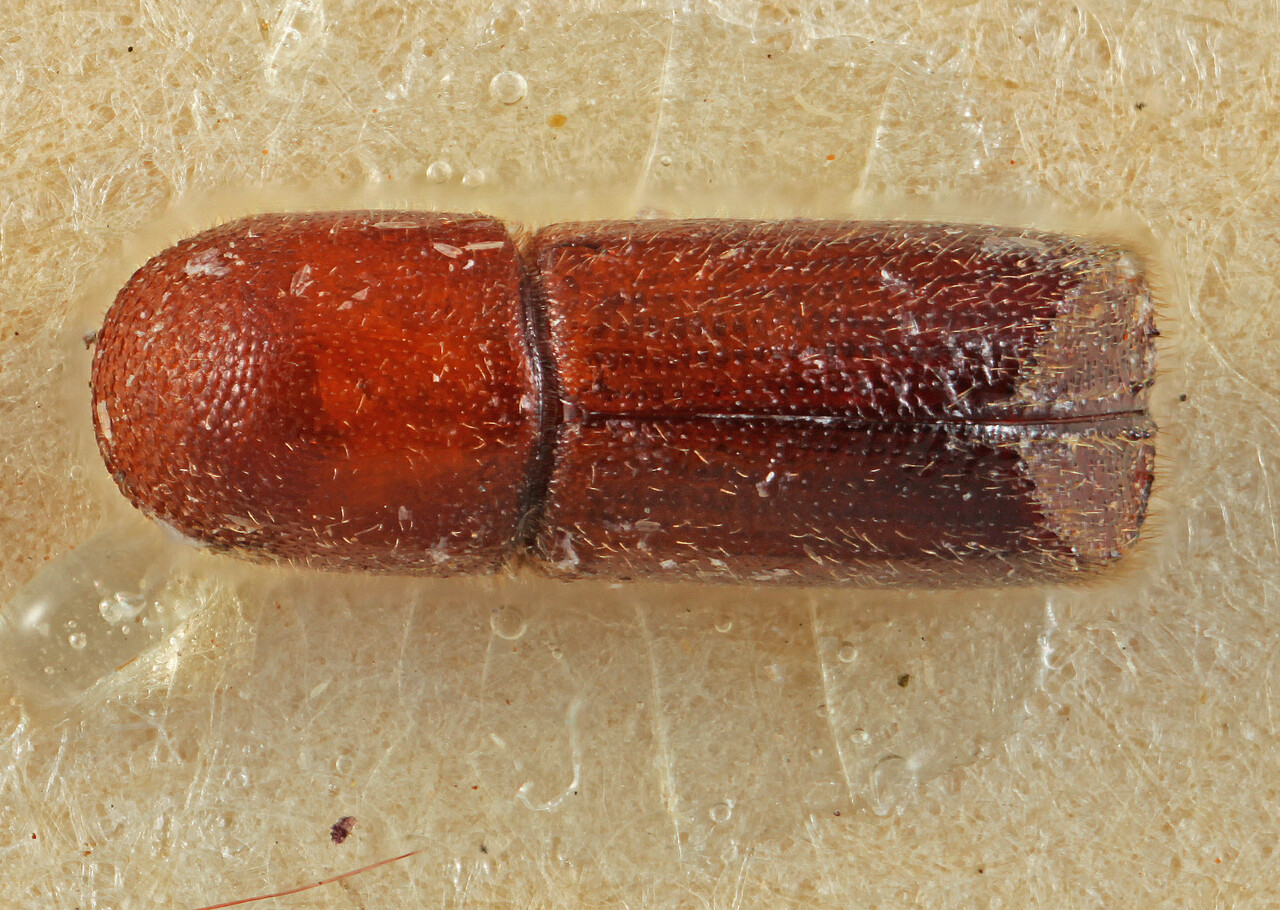 Genus / Species: Premnobius familiaris | Location: Madagascar, Madagascar (country / region) | Image Type: holotype | Collection: Naturhistorisches Museum Wien