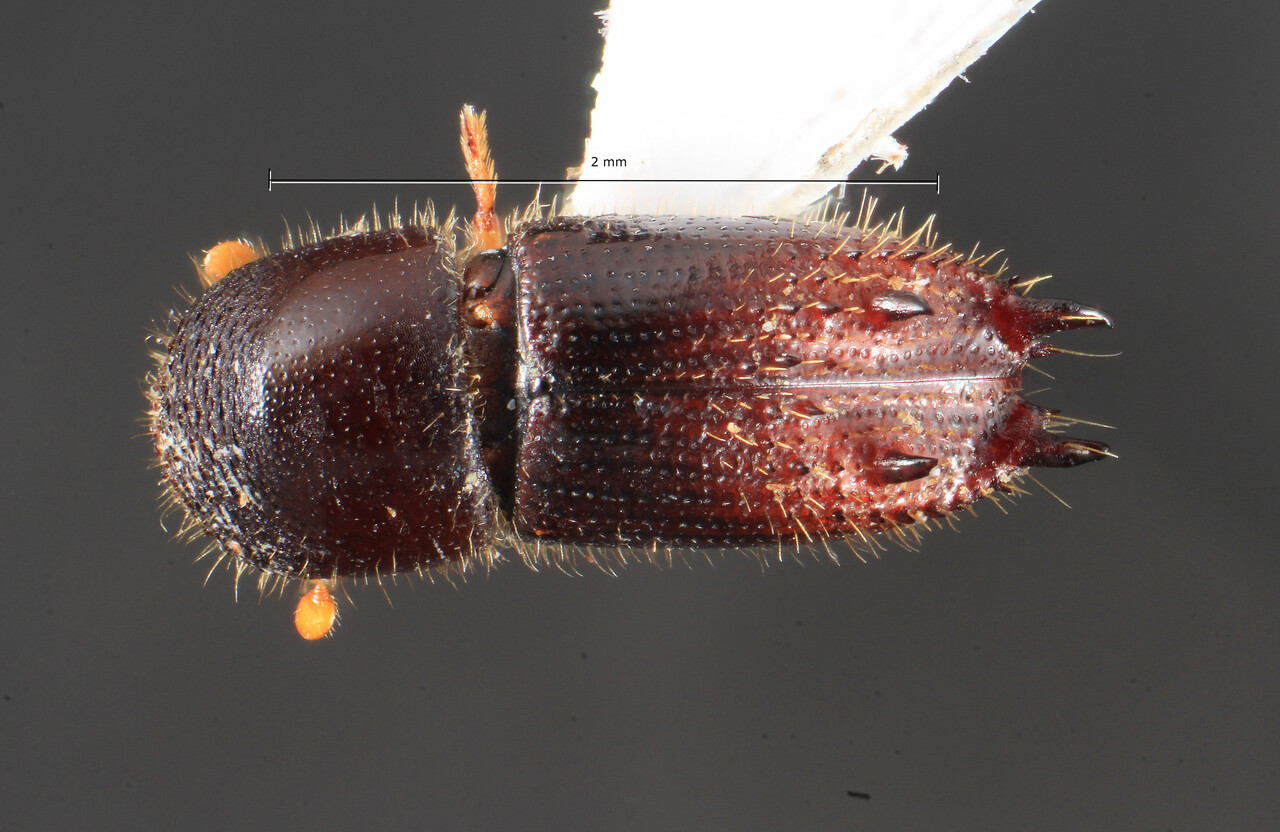 Genus / Species: Xyleborus ferox | Image Author: TH Atkinson | Location: Perú, Junin, Río Venado, 15 km NW Satipo | Collection: University of Texas Insect Collection