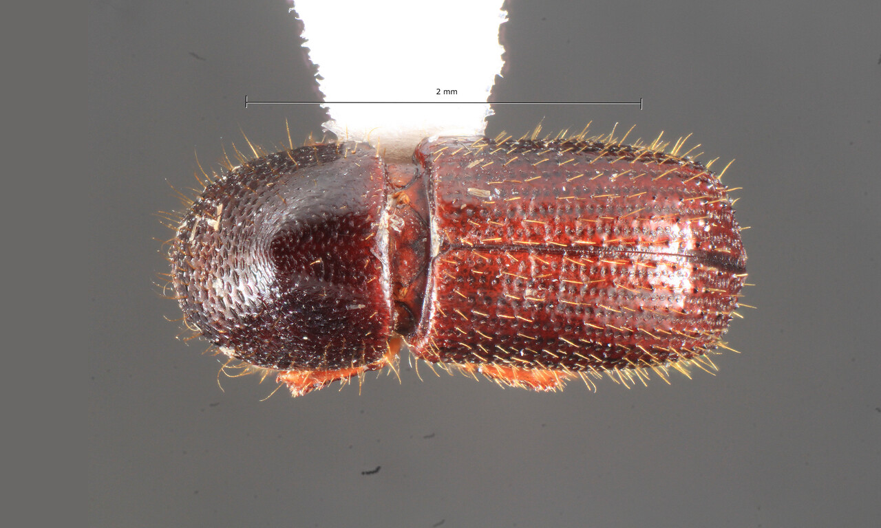 Genus / Species: Xyleborus geayi | Image Author: TH Atkinson | Location: Brazil, Rôndonia, Ouro Preto do Oeste | Collection: University of Texas Insect Collection
