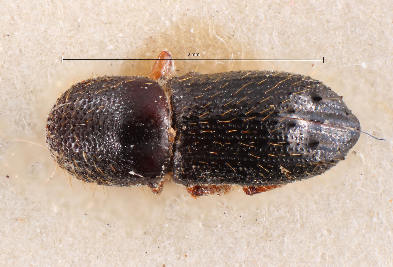 Genus / Species: Xyleborus grossmanni | Image Author: TH Atkinson | Location: Colombia, unknown, Colombia (country / region) | Image Type: holotype | Collection: Naturhistorisches Museum Wien