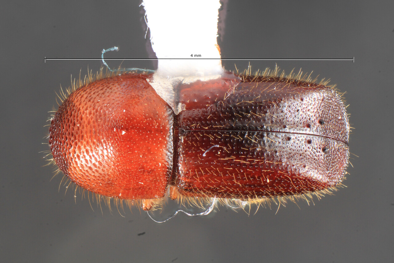 Genus / Species: Xyleborus horridatus | Image Author: TH Atkinson | Location: Costa Rica, Puntarenas, Piro Biol. Sta. Osa Conservacion | Collection: University of Texas Insect Collection