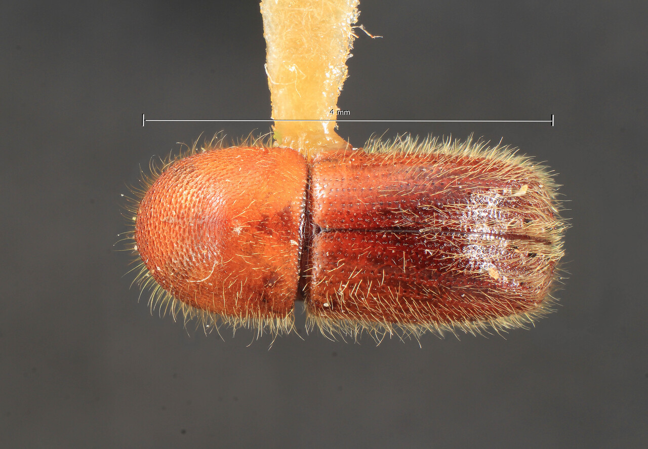 Genus / Species: Xyleborus horridus | Image Author: TH Atkinson | Location: México, Veracruz, Fortín, 4 km W, Río Metlac Cyn. | Collection: University of Texas Insect Collection