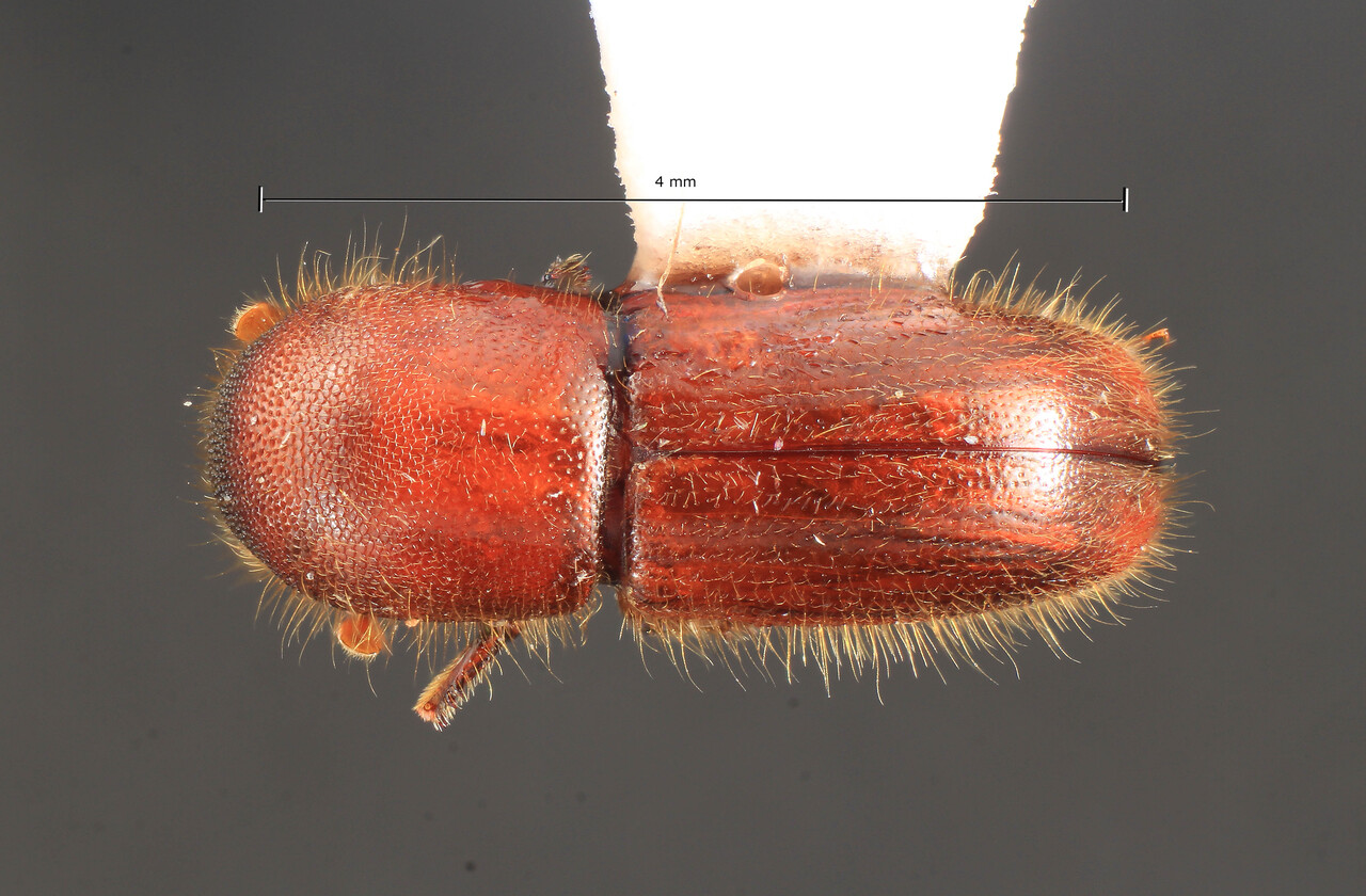 Genus / Species: Xyleborus imbellis | Image Author: TH Atkinson | Location: México, Veracruz, Jalcomulco | Collection: University of Texas Insect Collection