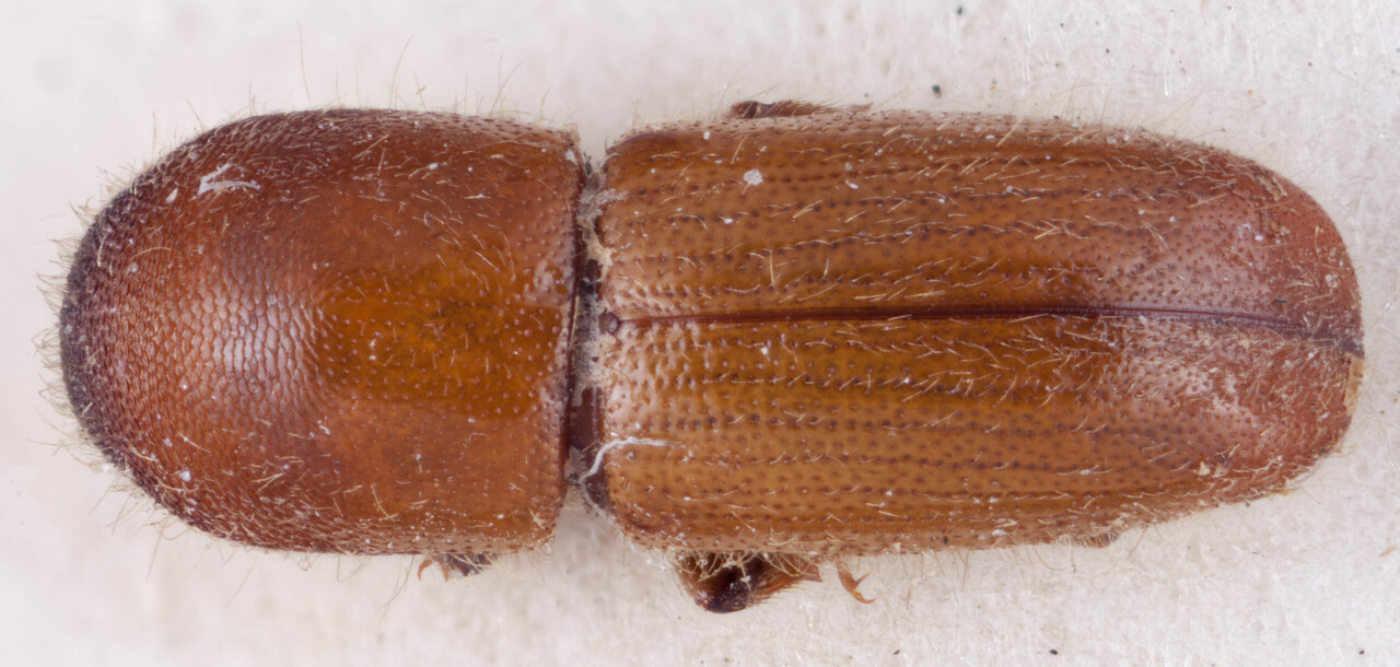 Genus / Species: <i>Xyleborus imbellis</i> | Image Author: RK Osborn | Location: Guatemala, Alta Verapaz, San Juan  | Image Type: holotype | Collection: British Museum (Natural History)
