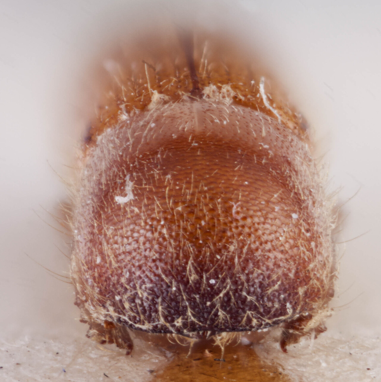 Genus / Species: <i>Xyleborus imbellis</i> | Image Author: RK Osborn | Location: Guatemala, Alta Verapaz, San Juan  | Image Type: holotype | Collection: British Museum (Natural History)