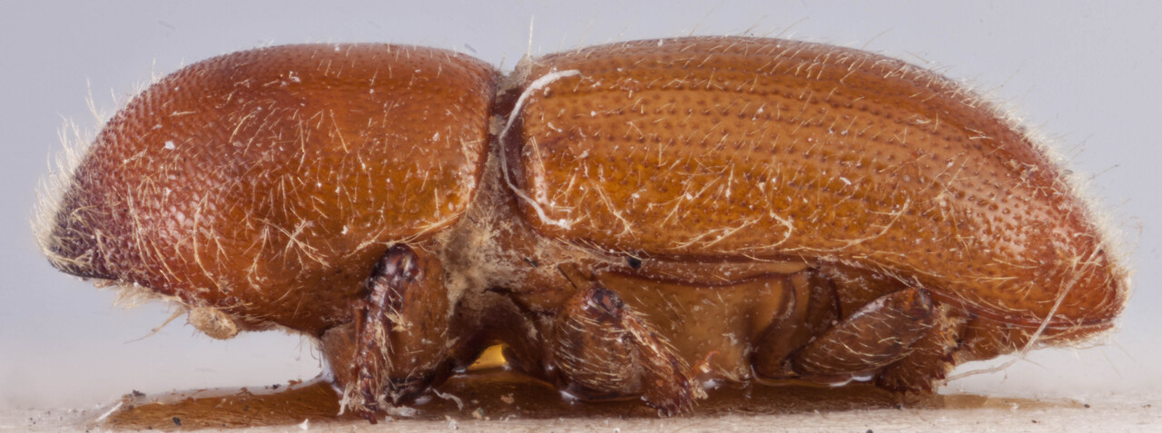 Genus / Species: <i>Xyleborus imbellis</i> | Image Author: RK Osborn | Location: Guatemala, Alta Verapaz, San Juan  | Image Type: holotype | Collection: British Museum (Natural History)