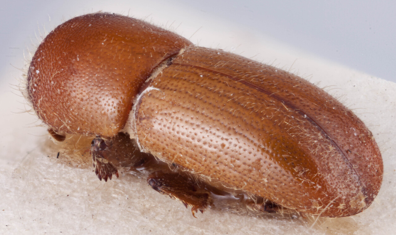 Genus / Species: <i>Xyleborus imbellis</i> | Image Author: RK Osborn | Location: Guatemala, Alta Verapaz, San Juan  | Image Type: holotype | Collection: British Museum (Natural History)