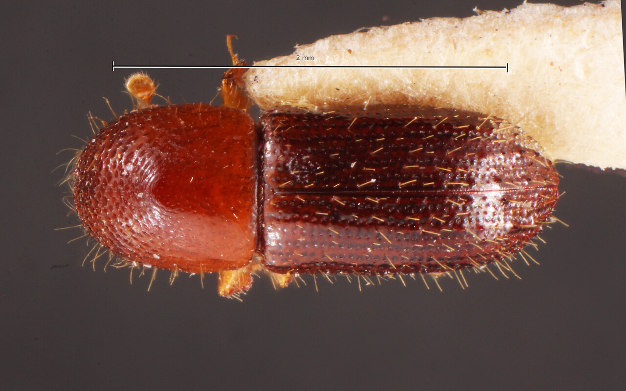 Genus / Species: Xyleborus sparsipilosus | Image Author: TH Atkinson | Location: Costa Rica, Limón, Río Reventazon, Hamburgfarm | Image Type: holotype | Collection: Naturhistorisches Museum Wien