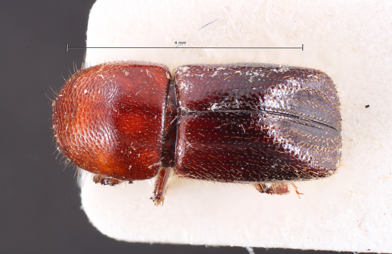Genus / Species: Xyleborus inferior | Image Author: TH Atkinson | Location: Brazil, Amapá, Serra Lombarda | Image Type: holotype | Collection: Naturhistorisches Museum Wien