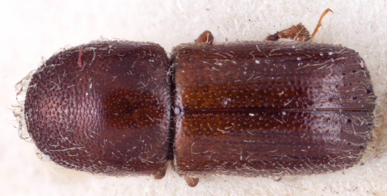 Genus / Species: Xyleborus interpunctatus | Image Author: RK Osborn | Location: Guatemala, San Marcos, Río Naranjo | Image Type: holotype | Collection: British Museum (Natural History)