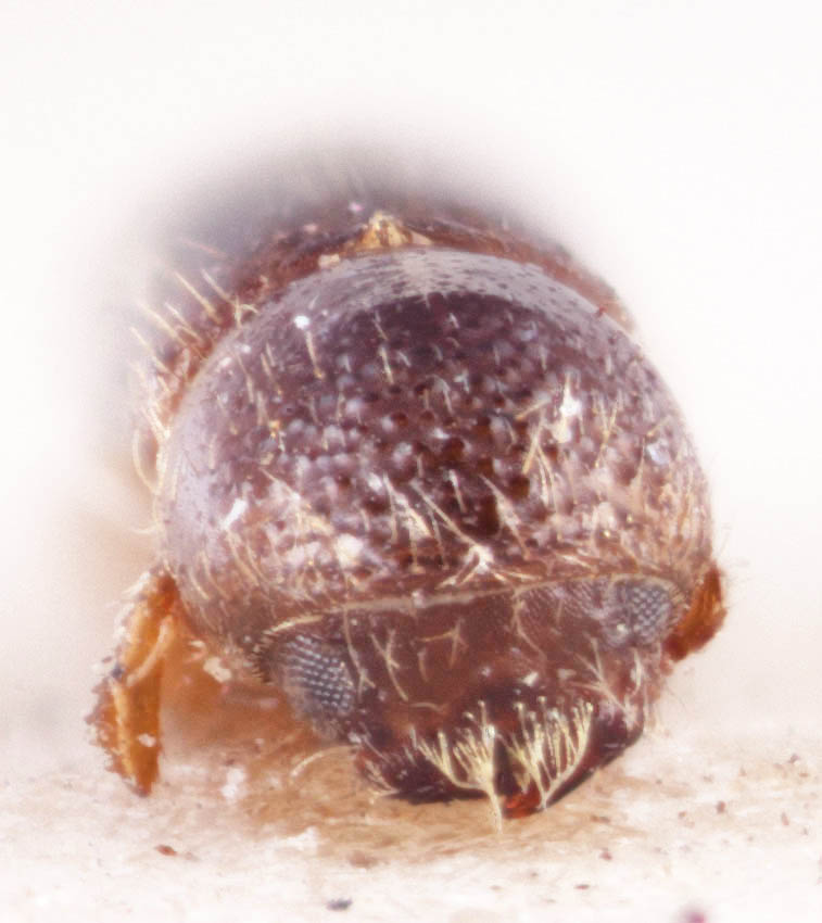 Genus / Species: <i>Xyleborinus intersetosus</i> | Image Author: RK Osborn | Location: Guatemala, Alta Verapaz, Tamahú | Image Type: holotype | Collection: British Museum (Natural History)