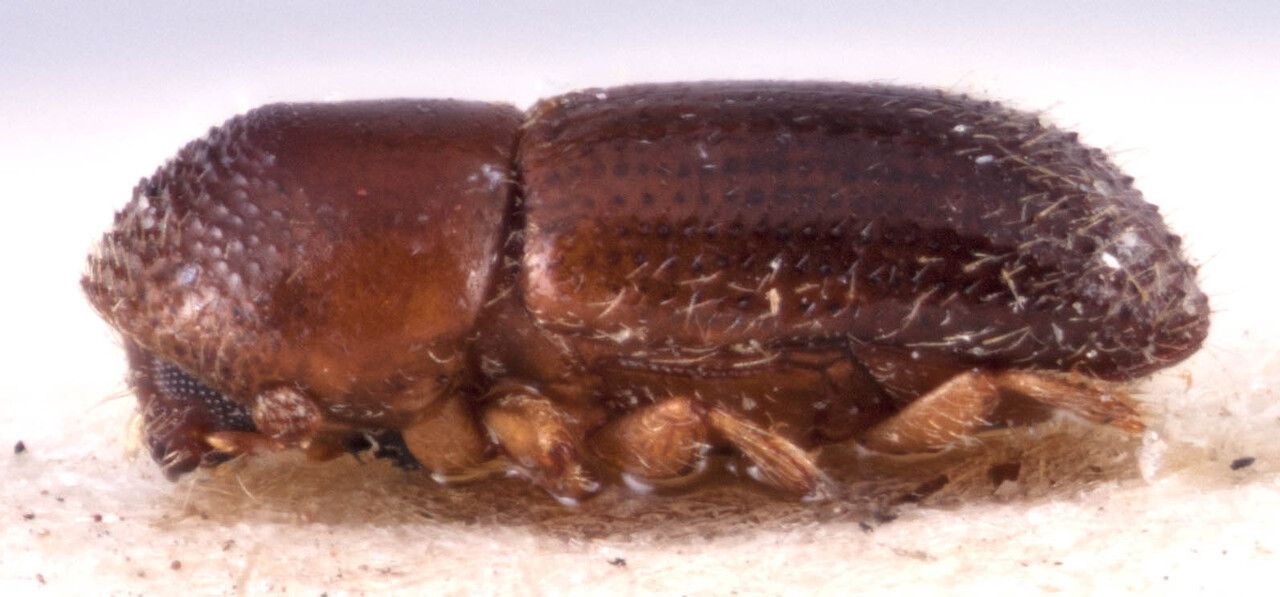 Genus / Species: <i>Xyleborinus intersetosus</i> | Image Author: RK Osborn | Location: Guatemala, Alta Verapaz, Tamahú | Image Type: holotype | Collection: British Museum (Natural History)