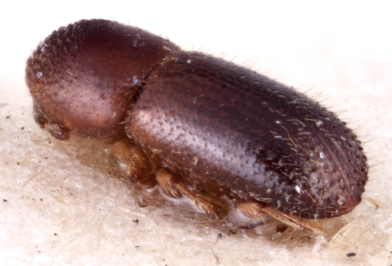 Genus / Species: <i>Xyleborinus intersetosus</i> | Image Author: RK Osborn | Location: Guatemala, Alta Verapaz, Tamahú | Image Type: holotype | Collection: British Museum (Natural History)