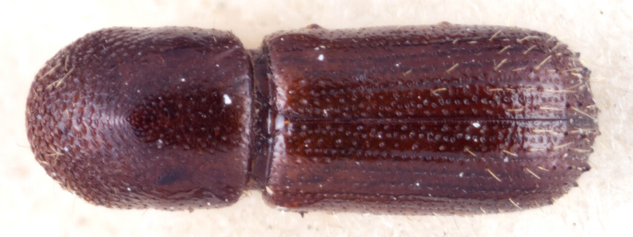 Genus / Species: Xyleborus intrusus | Image Author: RK Osborn | Location: Guatemala, Baja Verapaz, San Jerónimo | Image Type: lectotype | Collection: British Museum (Natural History)