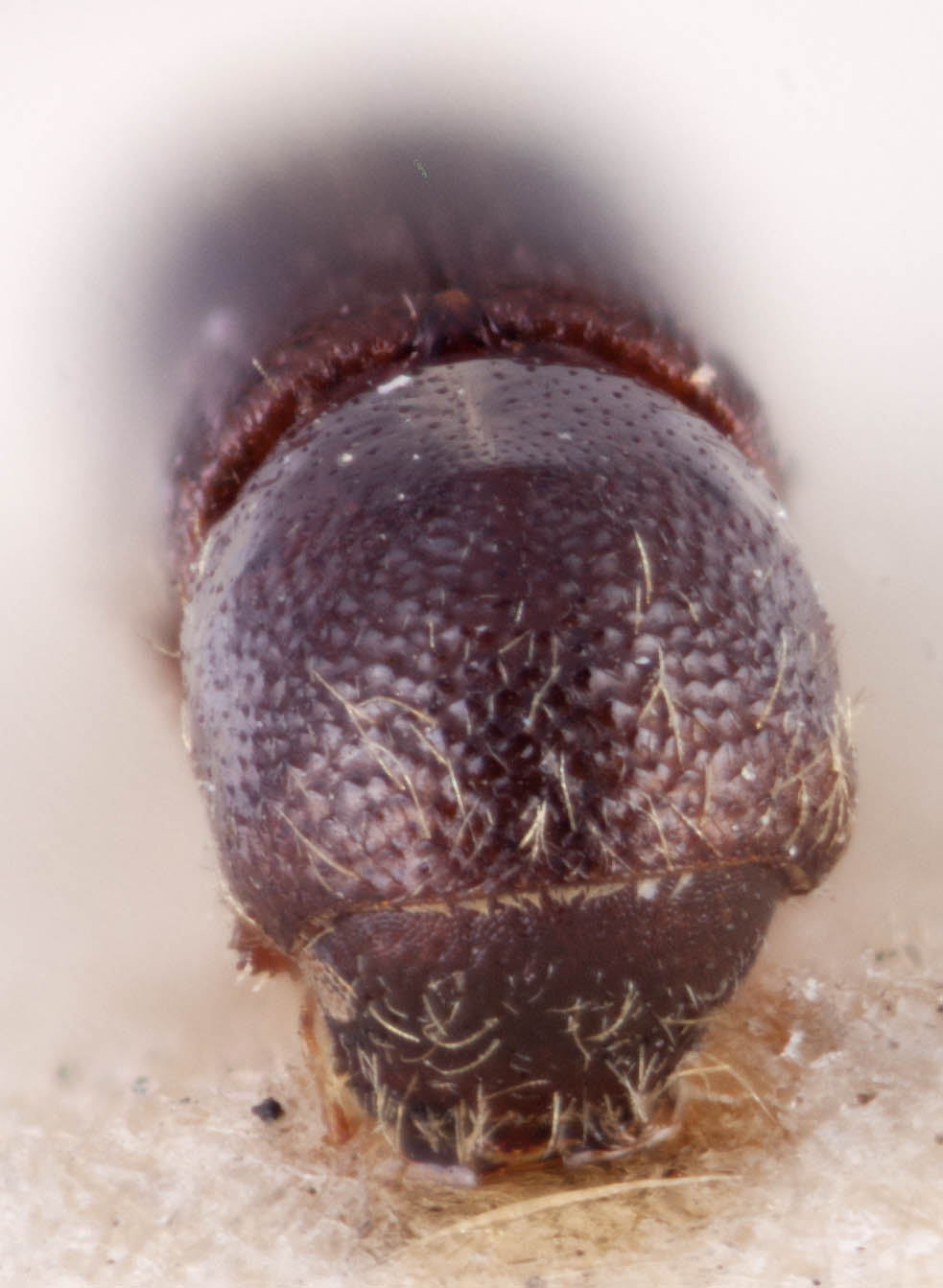 Genus / Species: <i>Xyleborus intrusus</i> | Image Author: RK Osborn | Location: Guatemala, Baja Verapaz, San Jerónimo | Image Type: lectotype | Collection: British Museum (Natural History)