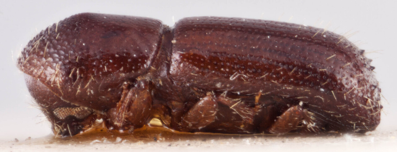 Genus / Species: <i>Xyleborus intrusus</i> | Image Author: RK Osborn | Location: Guatemala, Baja Verapaz, San Jerónimo | Image Type: lectotype | Collection: British Museum (Natural History)