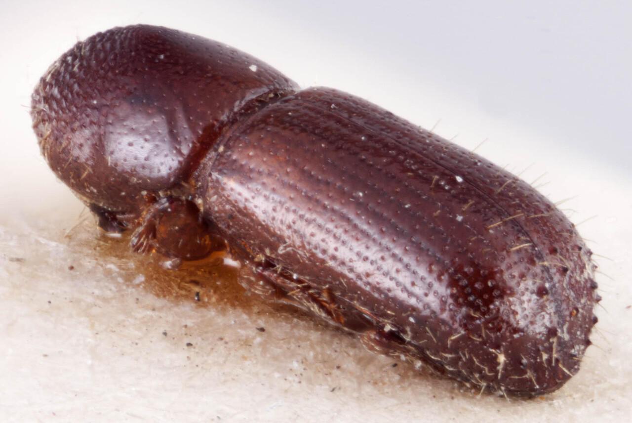 Genus / Species: <i>Xyleborus intrusus</i> | Image Author: RK Osborn | Location: Guatemala, Baja Verapaz, San Jerónimo | Image Type: lectotype | Collection: British Museum (Natural History)