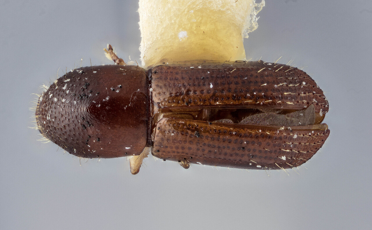 Genus / Species: Euwallacea jamaicensis | Image Author: J Buffam | Location: Jamaica, Hardwar Gap | Image Type: holotype | Collection: Canadian National Collection of Insects, Arachnids and Nematodes