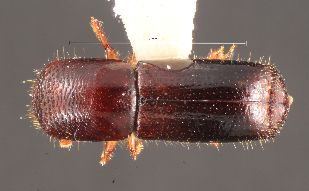 Genus / Species: Xyleborus lanaiensis | Image Author: TH Atkinson | Location: United States, Hawaii, Waianea Mtns., Palikea Gulch | Collection: University of Texas Insect Collection
