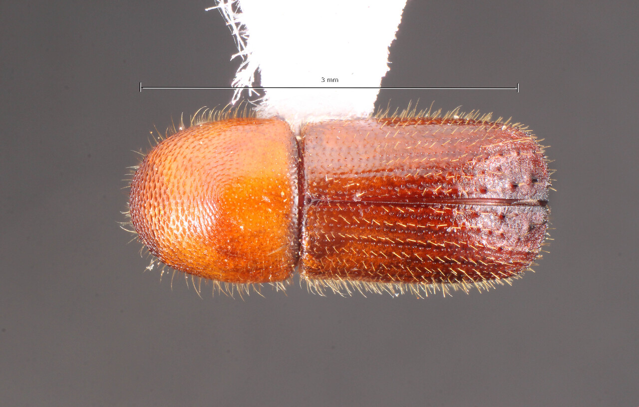 Genus / Species: Xyleborus latipennis | Image Author: TH Atkinson | Location: Brazil, Goias, Niquelândia | Collection: University of Texas Insect Collection