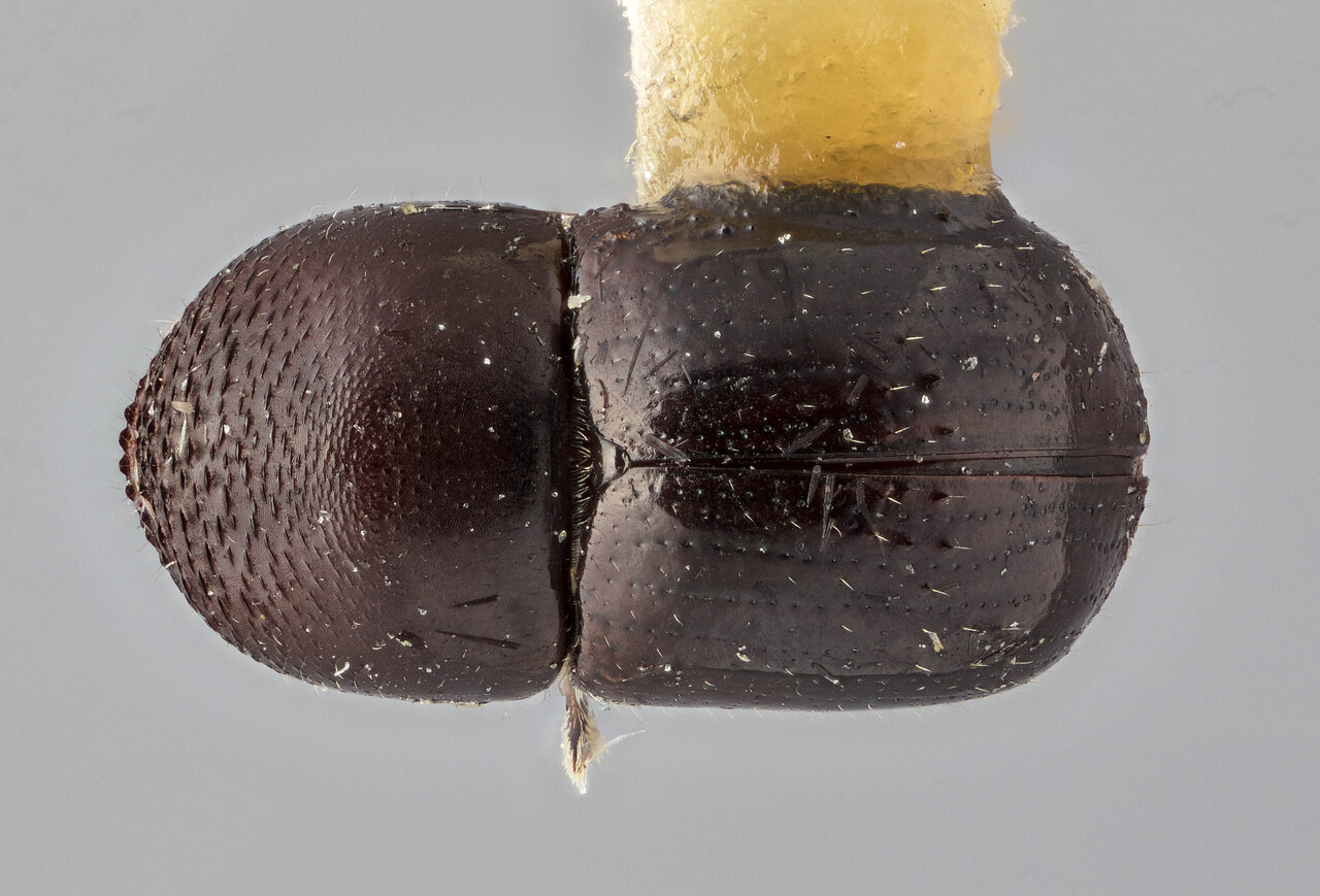 Genus / Species: Cnestus lepidus | Image Author: J Buffam | Location: Jamaica, Irish Town | Image Type: holotype | Collection: Canadian National Collection of Insects, Arachnids and Nematodes