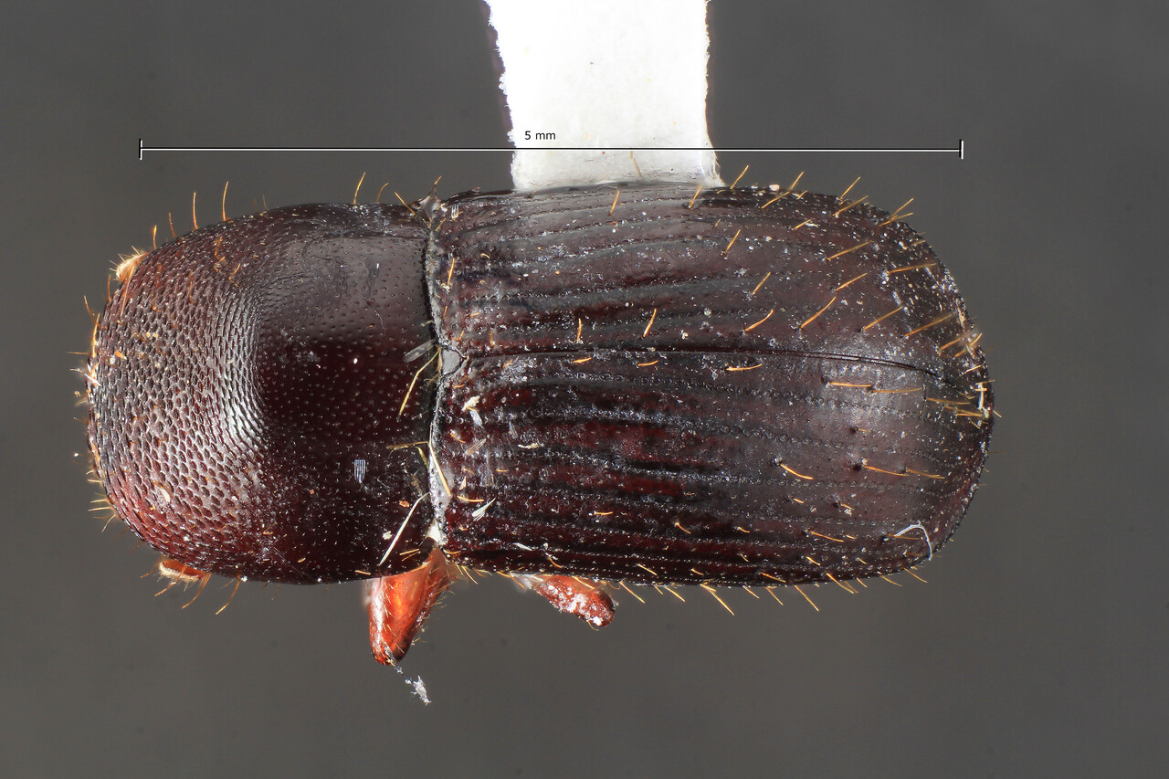 Genus / Species: Xyleborus magnificus | Image Author: TH Atkinson | Location: Perú, Junin, Pampa Hermosa | Collection: Florida State Collection of Arthropods