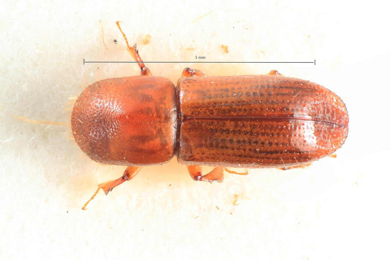 Genus / Species: Xyleborus meritus | Image Author: TH Atkinson | Location: Costa Rica, Alajuela, Monteverde | Collection: University of Texas Insect Collection