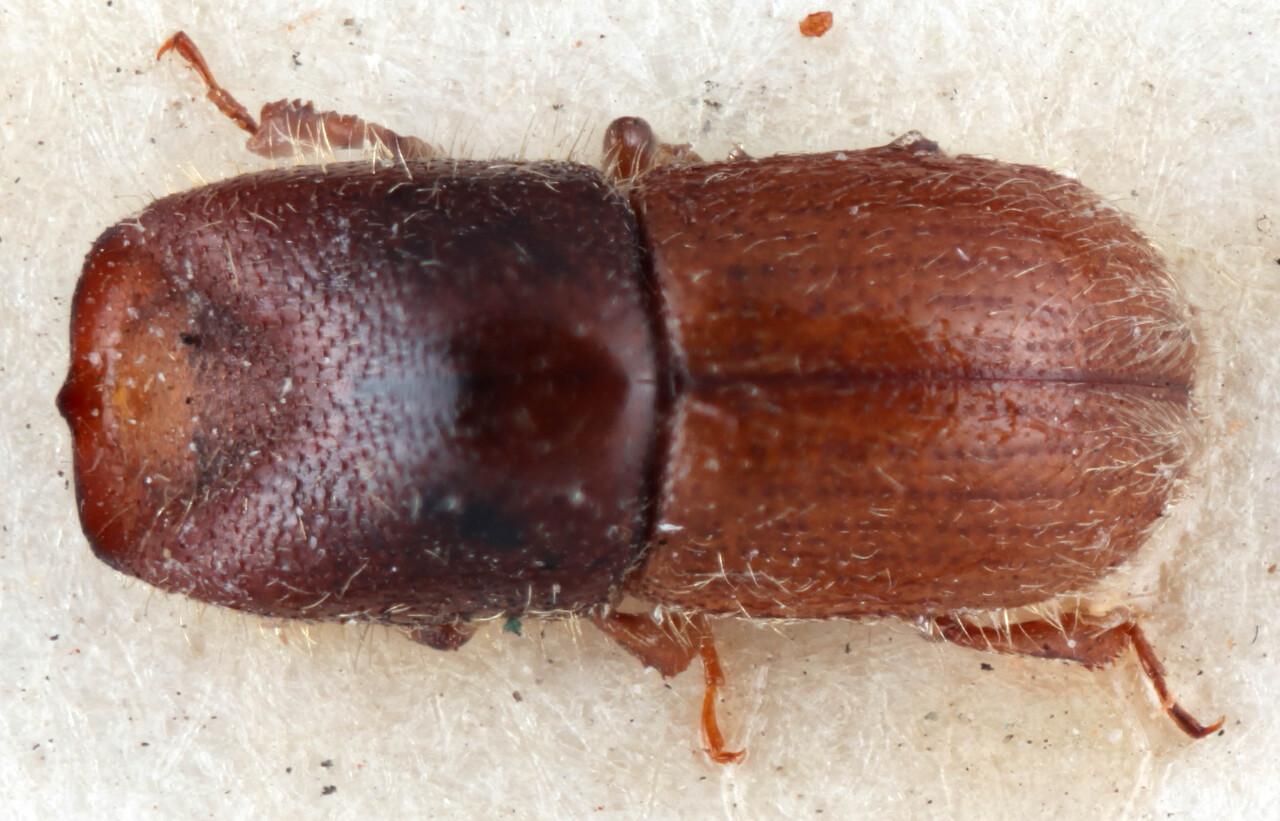 Genus / Species: <i>Dryocoetoides capucinus</i> | Image Author: RK Osborn | Location: Guatemala, Quetzaltenango, Cerro Zunil | Image Type: lectotype | Collection: British Museum (Natural History)