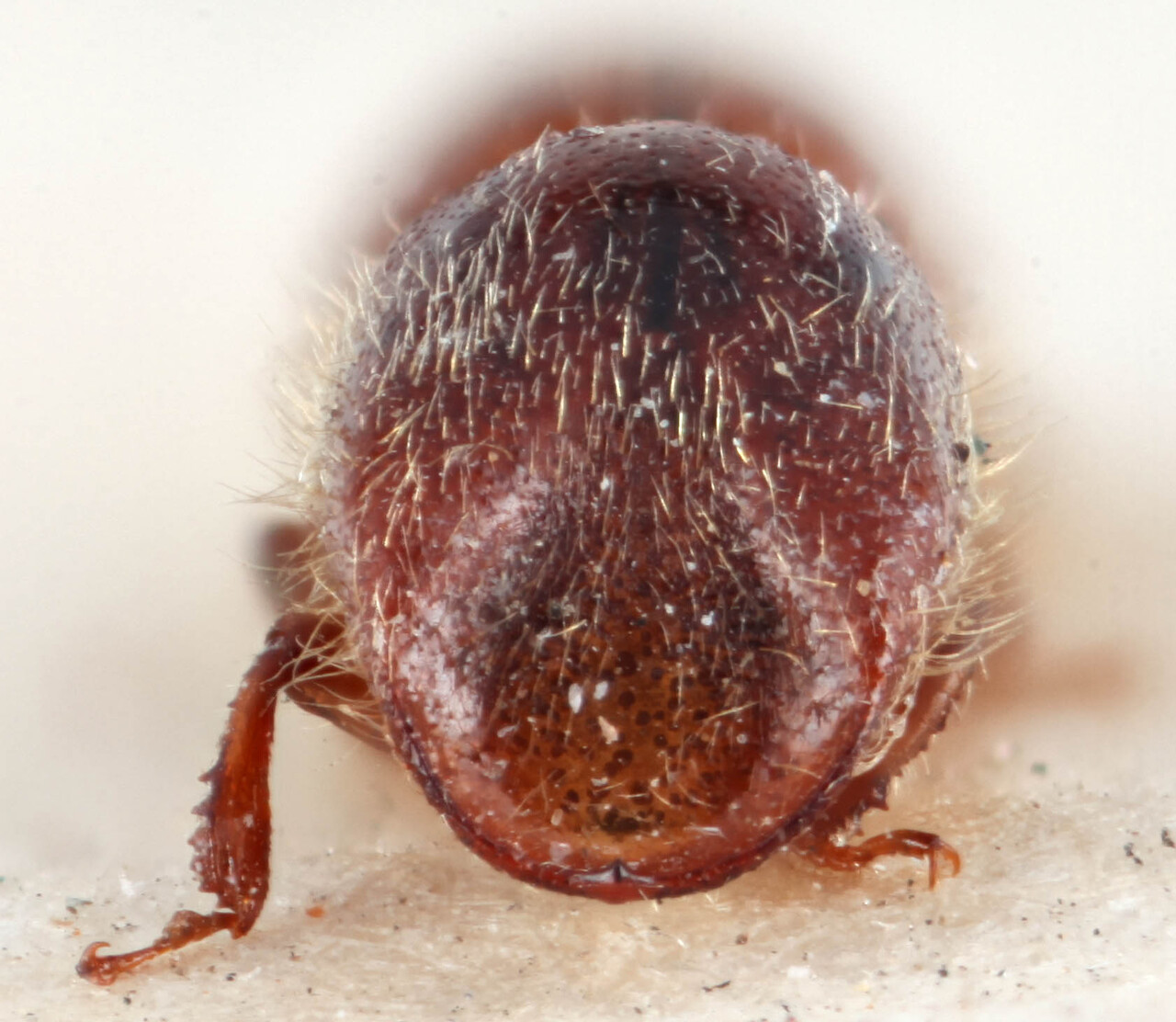 Genus / Species: <i>Dryocoetoides capucinus</i> | Image Author: RK Osborn | Location: Guatemala, Quetzaltenango, Cerro Zunil | Image Type: lectotype | Collection: British Museum (Natural History)