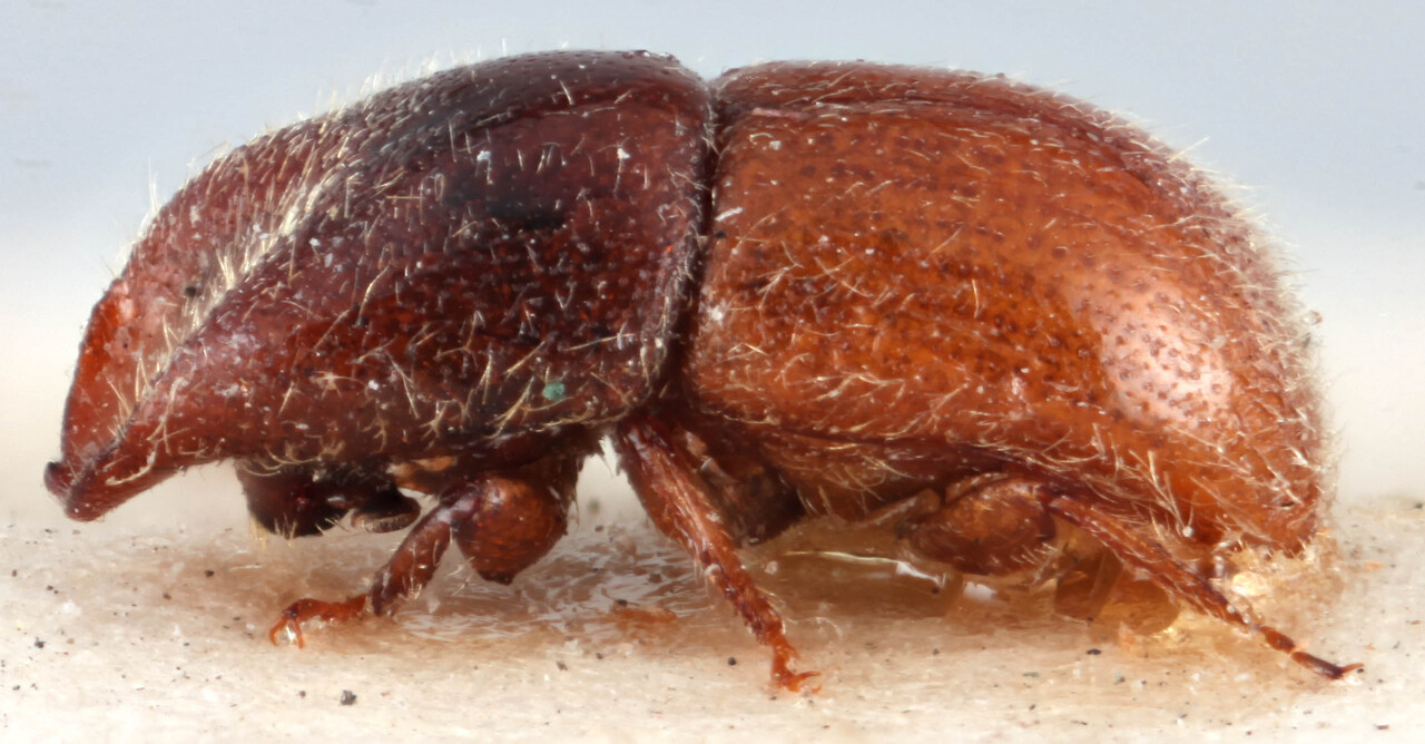 Genus / Species: <i>Dryocoetoides capucinus</i> | Image Author: RK Osborn | Location: Guatemala, Quetzaltenango, Cerro Zunil | Image Type: lectotype | Collection: British Museum (Natural History)