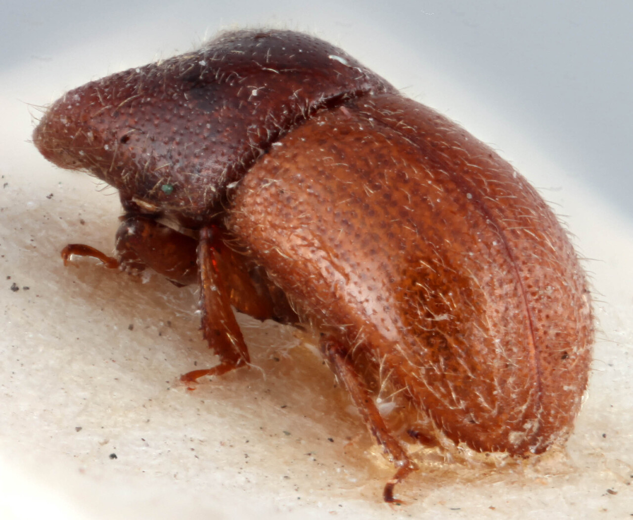 Genus / Species: <i>Dryocoetoides capucinus</i> | Image Author: RK Osborn | Location: Guatemala, Quetzaltenango, Cerro Zunil | Image Type: lectotype | Collection: British Museum (Natural History)