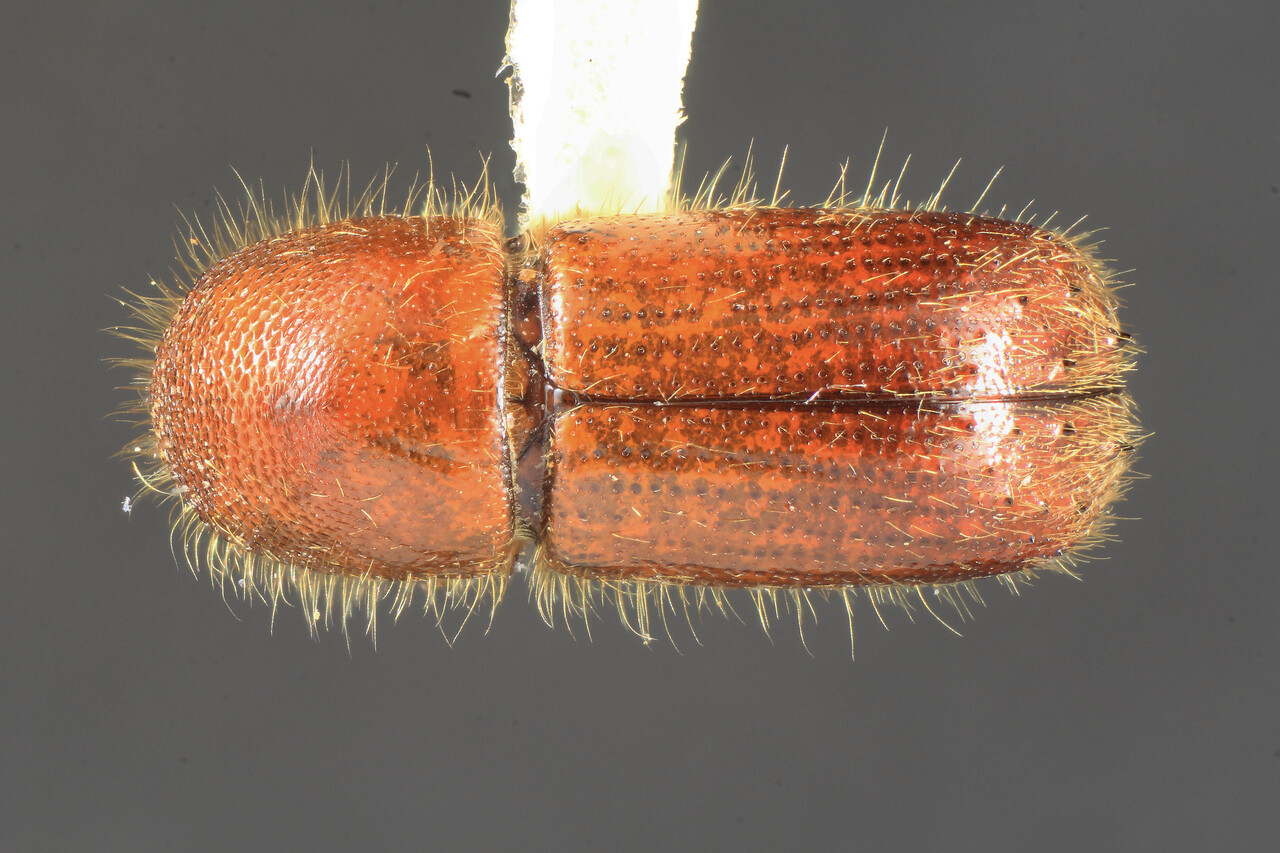 Genus / Species: Xyleborus neivai | Image Author: TH Atkinson | Location: Brazil, Santa Catarina, Nova Teutonia | Collection: University of Texas Insect Collection