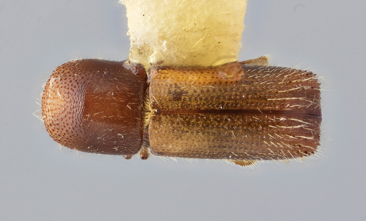 Genus / Species: Xyleborinus howdenae | Image Author: J Buffam | Location: Jamaica, Hardwar Gap | Image Type: holotype | Collection: Canadian National Collection of Insects, Arachnids and Nematodes