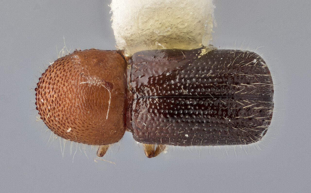 Genus / Species: Ambrosiodmus nuperus | Image Author: J Buffam | Location: Jamaica, Hardwar Gap | Image Type: holotype | Collection: Canadian National Collection of Insects, Arachnids and Nematodes