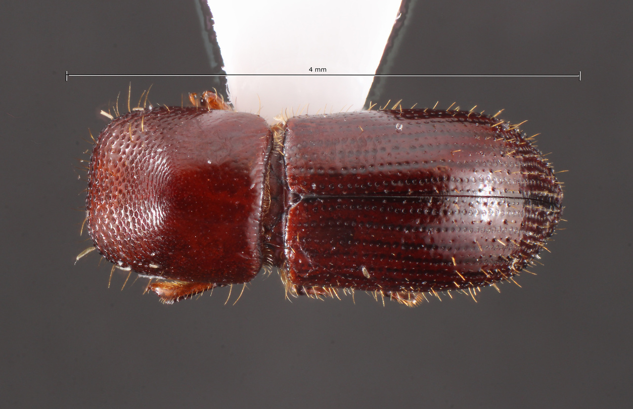Genus / Species: Xyleborus parallelocollis | Image Author: TH Atkinson | Location: Fr. Guiana, Nourages Saut-Pararé | Collection: University of Texas Insect Collection