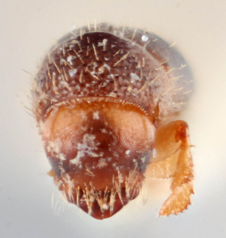 Genus / Species: <i>Xyleborus parcellus</i> | Image Author: RK Osborn | Location: Guyana, Bartica District | Image Type: holotype | Collection: British Museum (Natural History)