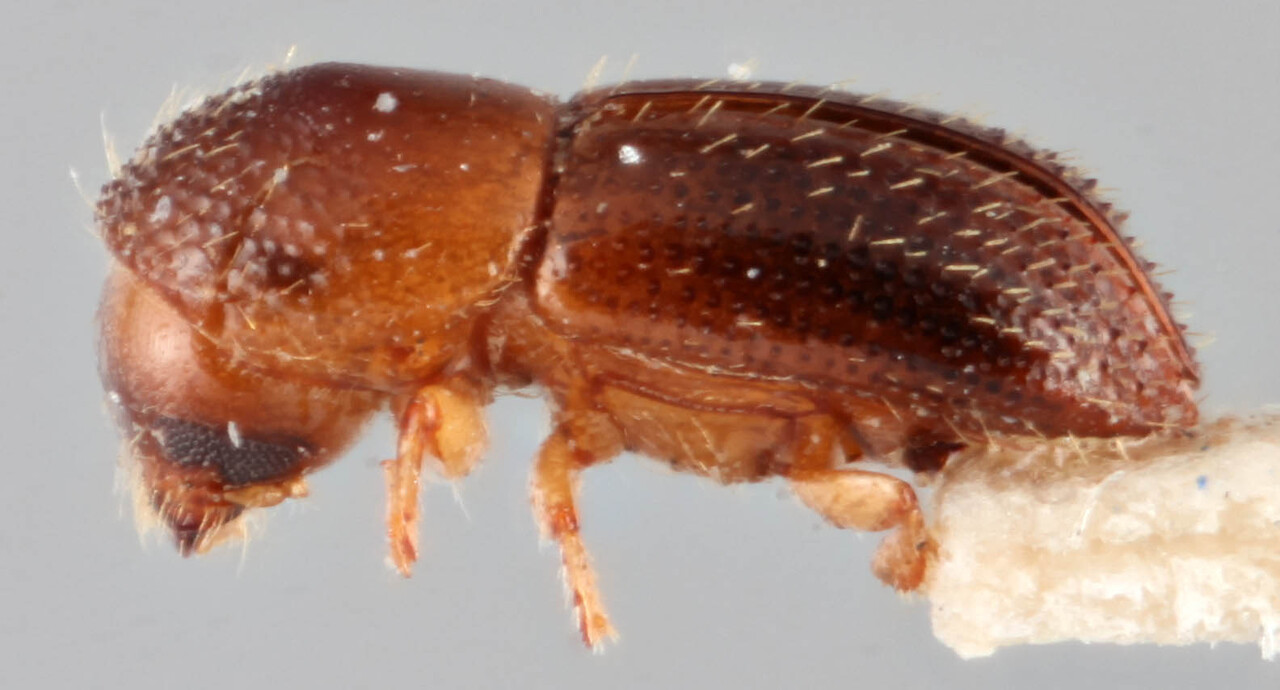 Genus / Species: <i>Xyleborus parcellus</i> | Image Author: RK Osborn | Location: Guyana, Bartica District | Image Type: holotype | Collection: British Museum (Natural History)