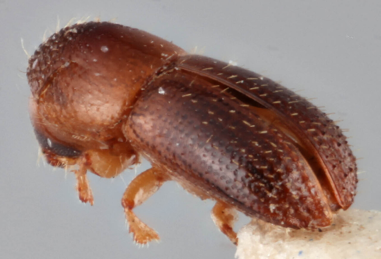 Genus / Species: <i>Xyleborus parcellus</i> | Image Author: RK Osborn | Location: Guyana, Bartica District | Image Type: holotype | Collection: British Museum (Natural History)