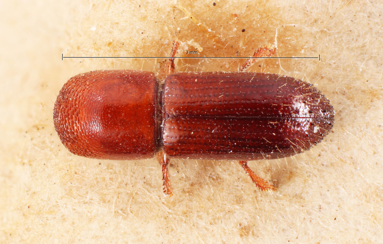 Genus / Species: Xyleborus perlongus | Image Author: TH Atkinson | Location: Bolivia, Cochabamba, Cochabamba (departamento) | Image Type: holotype | Collection: Naturhistorisches Museum Wien